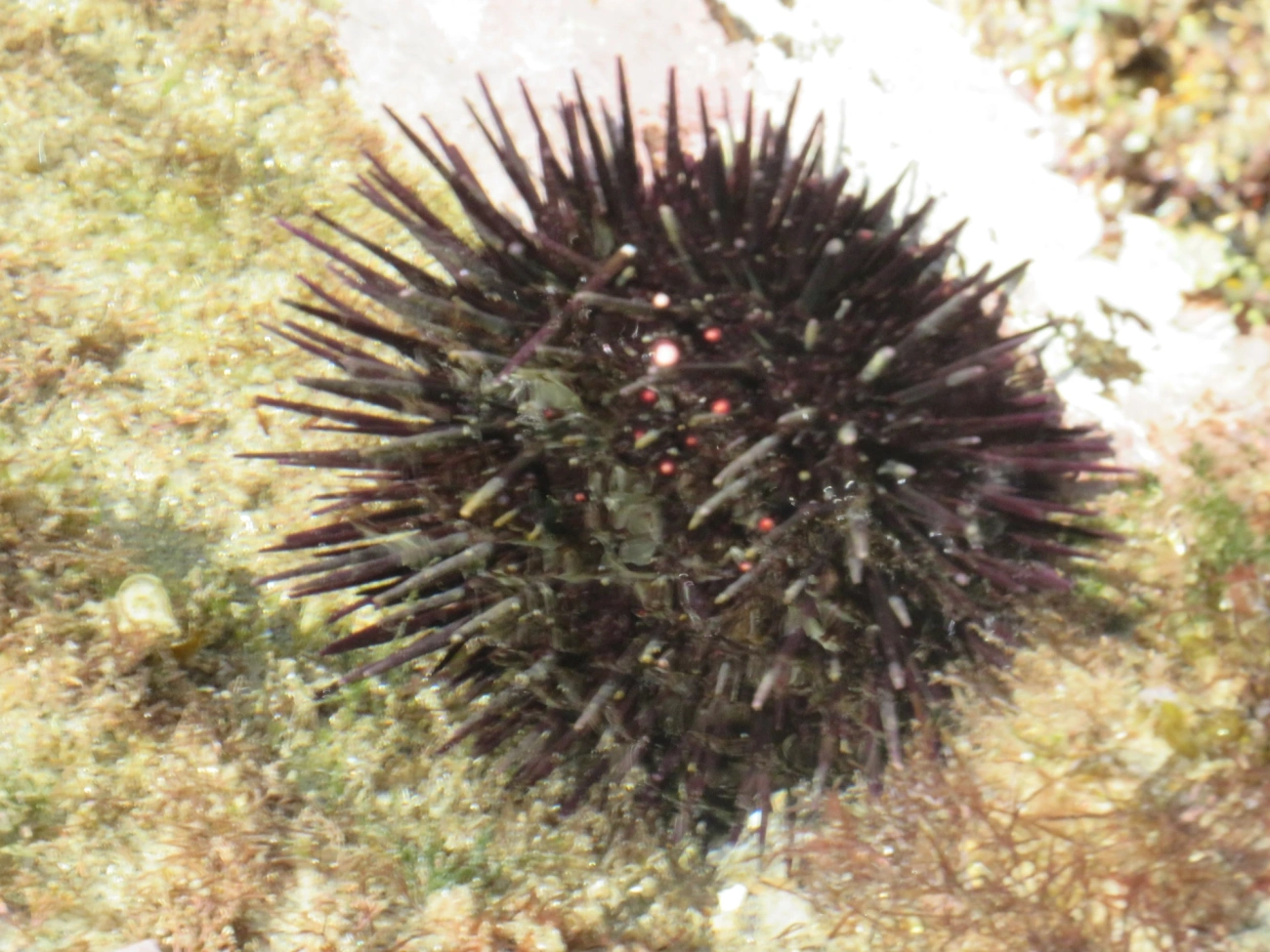 Pinaúna (Echinometra lucunter), equinodermos, fotografado em Maresias, São Sebastião