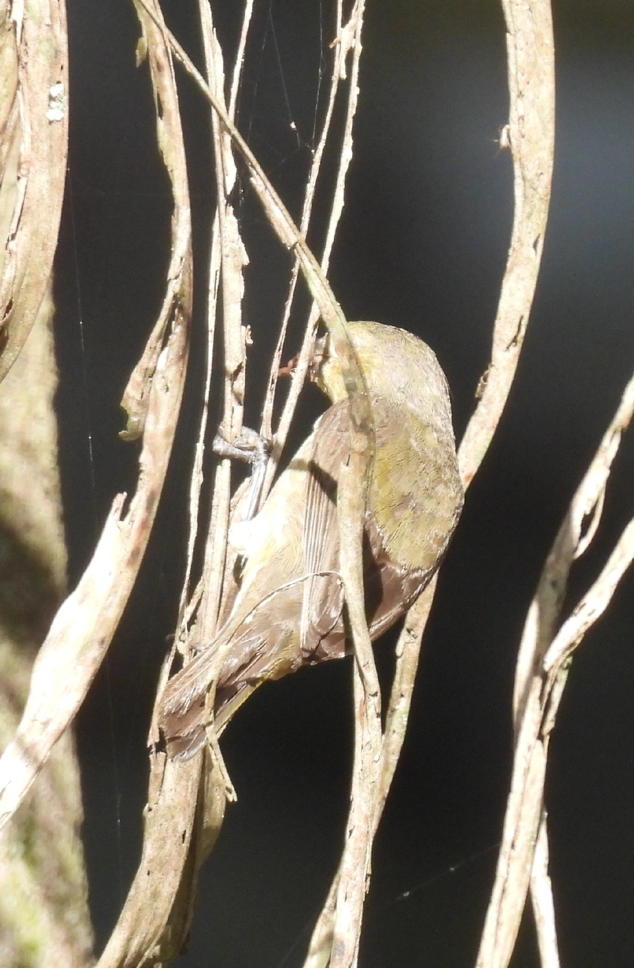 Pixoxó (Sporophila frontalis), aves, fotografado em São Sebastião