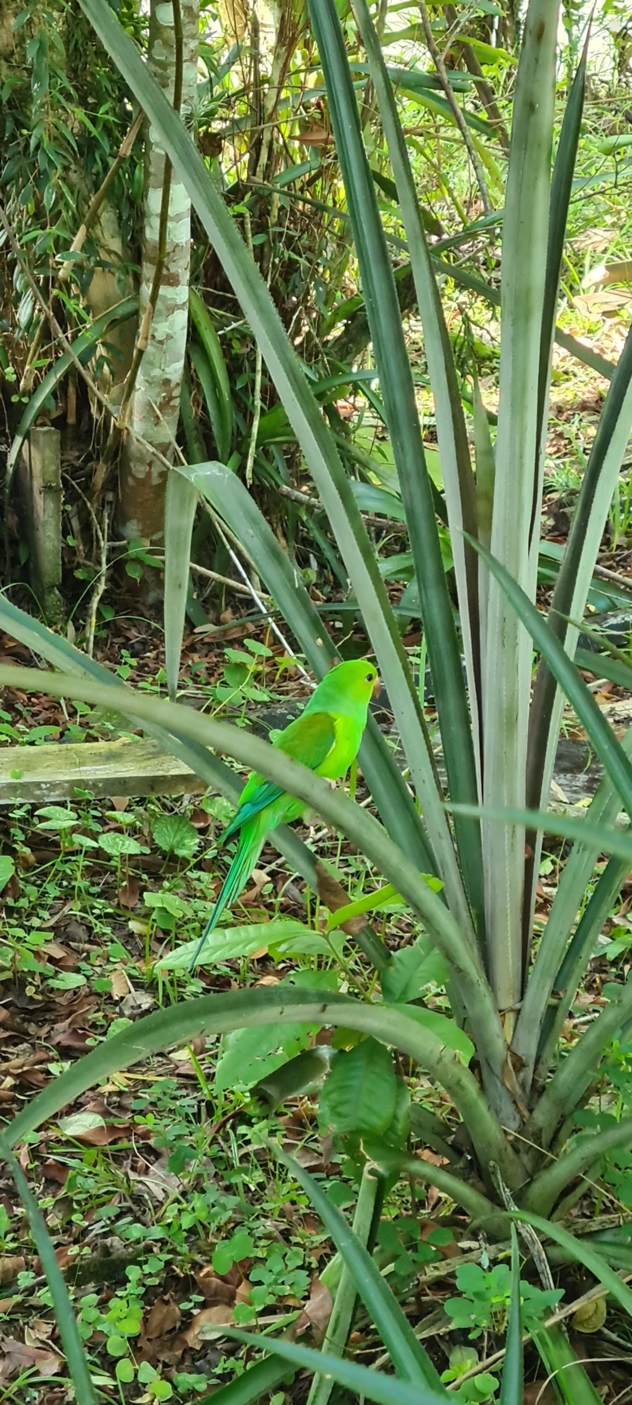 Periquito-rico (Brotogeris tirica), aves, fotografado em Maresias, São Sebastião