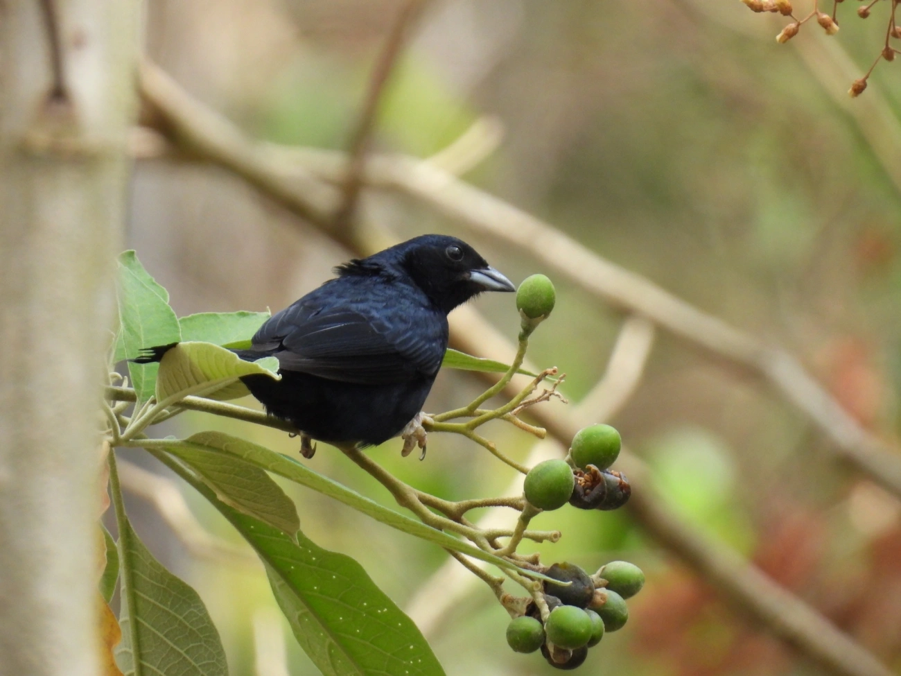 Tiê-preto (Tachyphonus coronatus), aves, fotografado em Itamonte