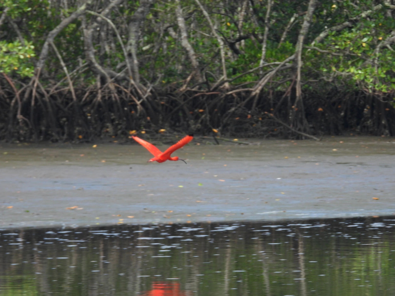 Guará (Eudocimus ruber), aves, fotografado em Cananéia