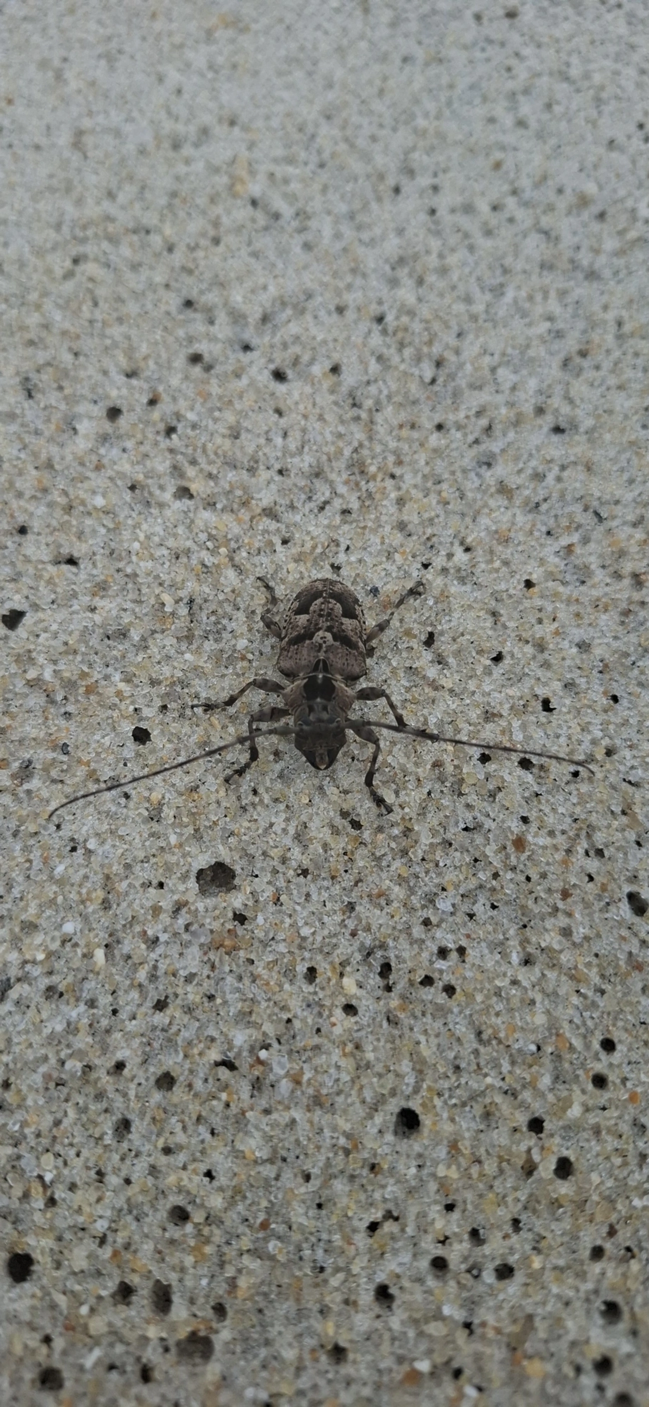 Dryoctenes scrupulosus, insetos, fotografado em São Sebastião