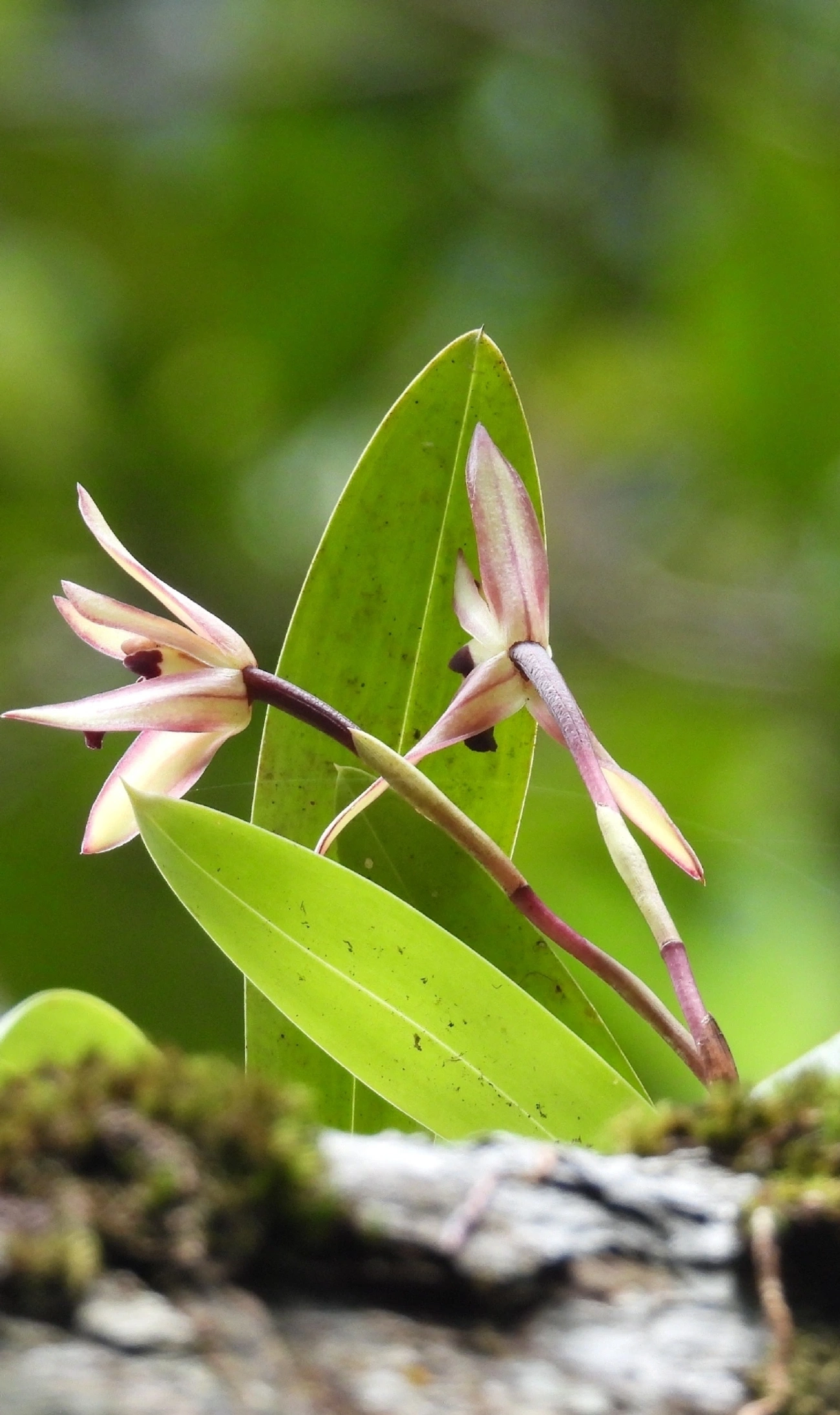 Octomeria, plantas, fotografado em Maresias, São Sebastião
