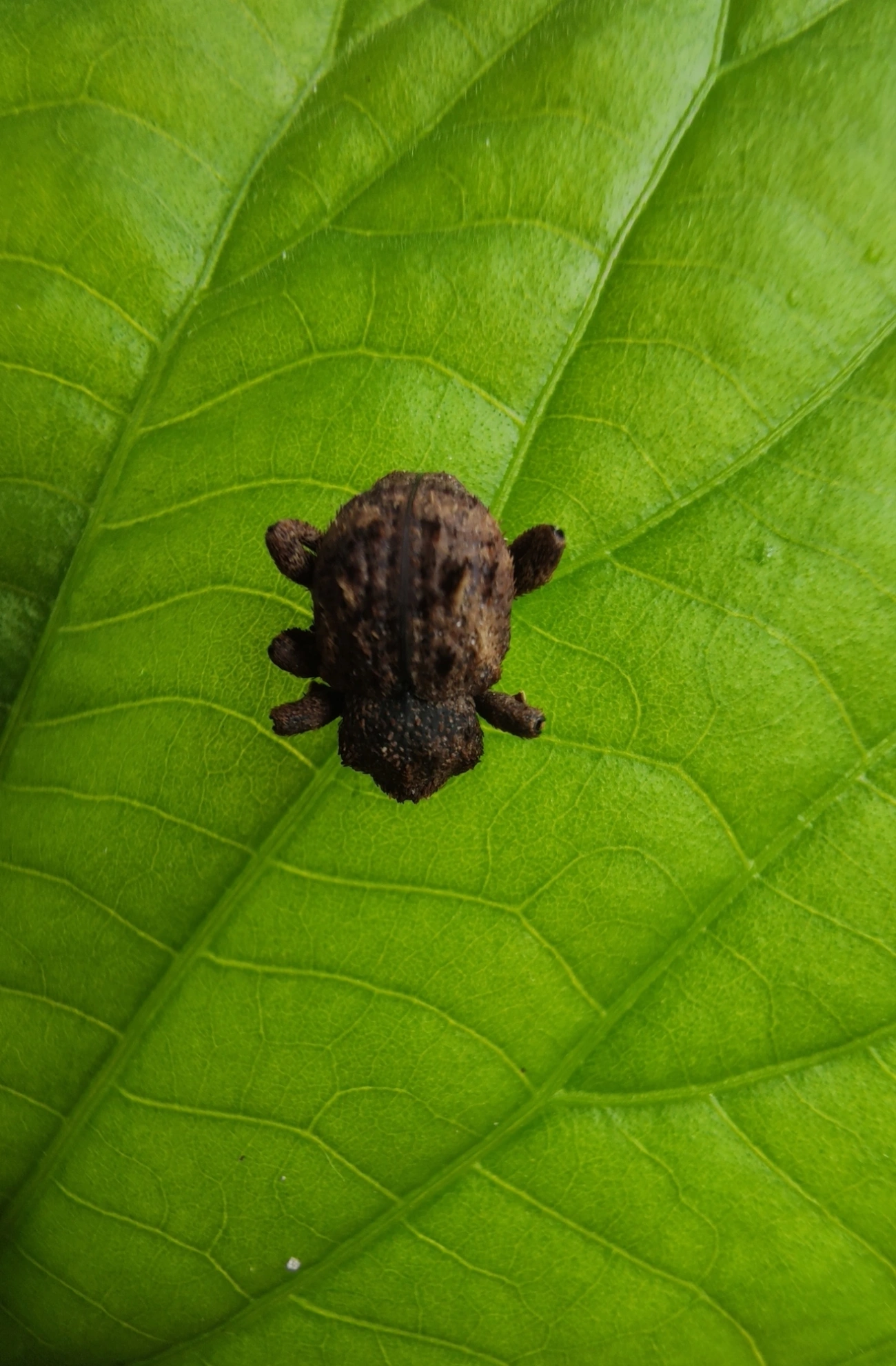 Gorgulhos verdadeiros (Curculionidae), insetos, fotografado em Maresias, São Sebastião