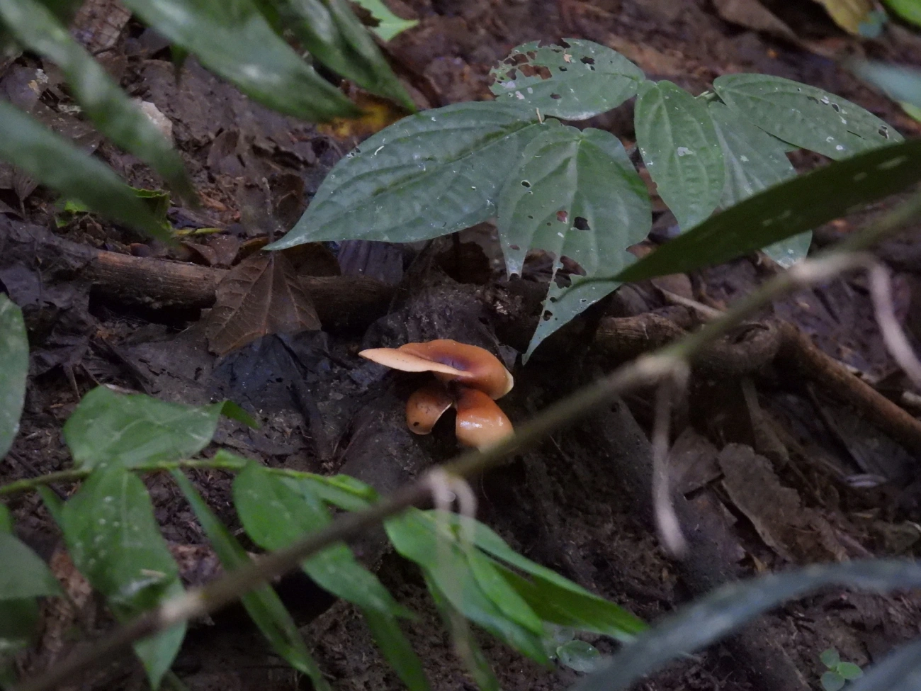 Cogumelos Lamelados (Agaricales), fungos, fotografado em Paranapiacaba, Santo André