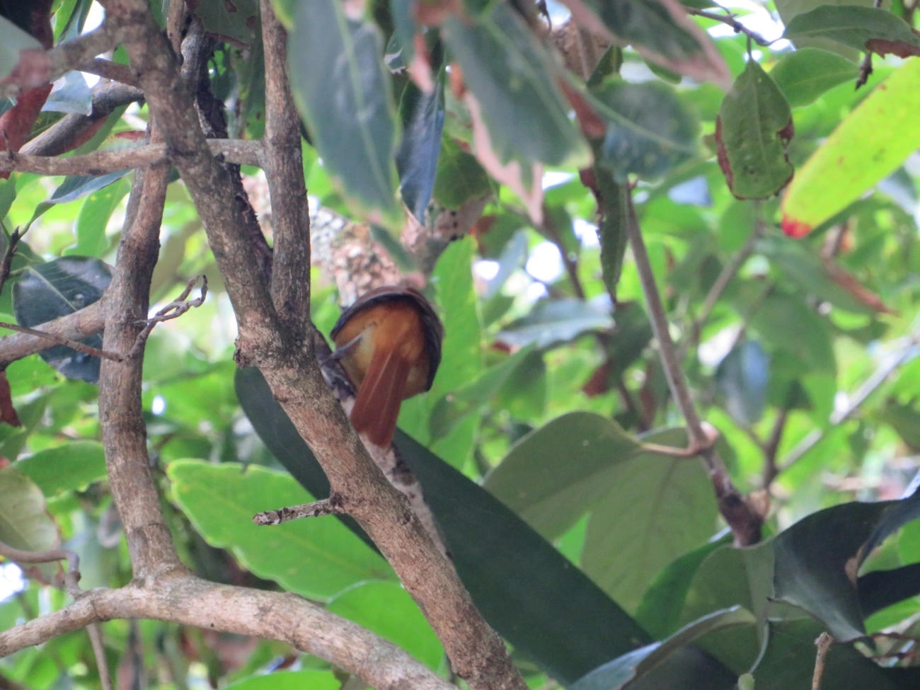 Capitão-de-saíra (Attila rufus), aves, fotografado em Maresias, São Sebastião