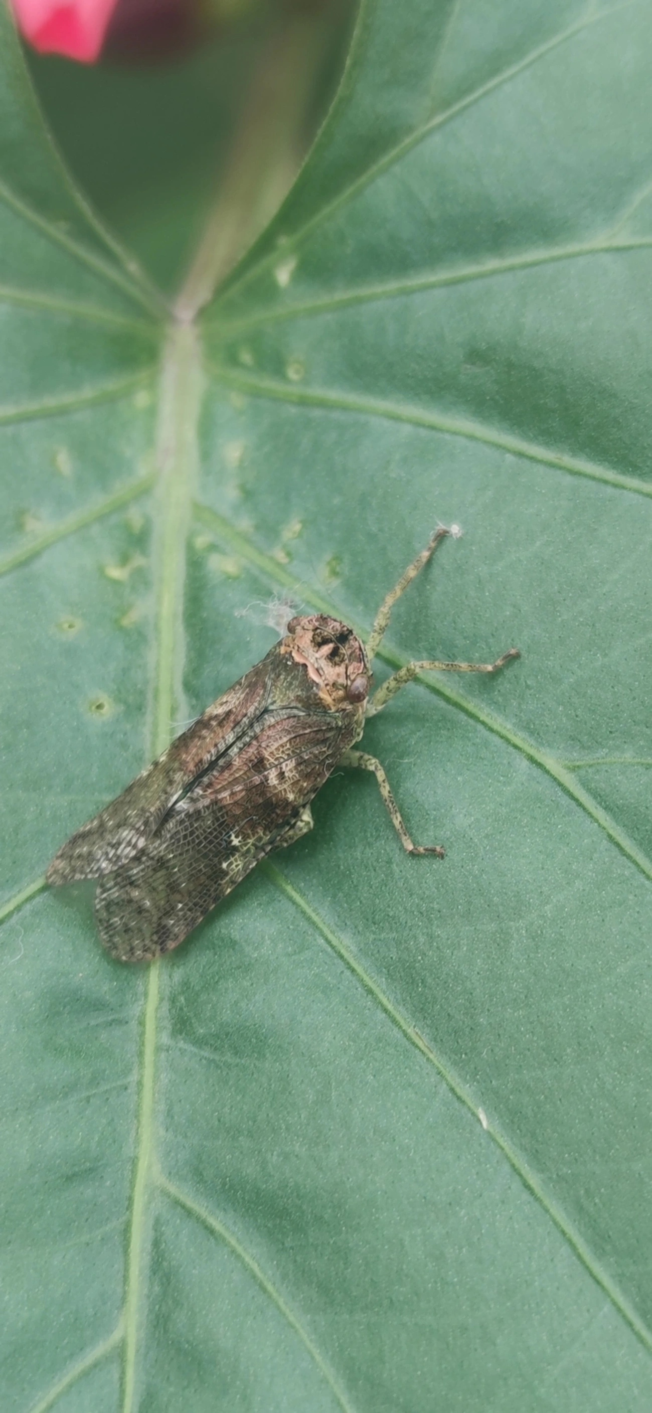 Calyptoproctus, insetos, fotografado em Maresias, São Sebastião