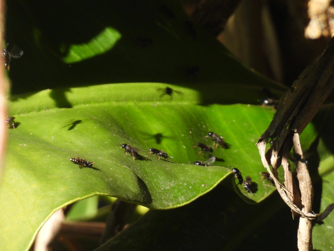 Abelhas sem Ferrão (Meliponini), insetos, fotografado em Resende