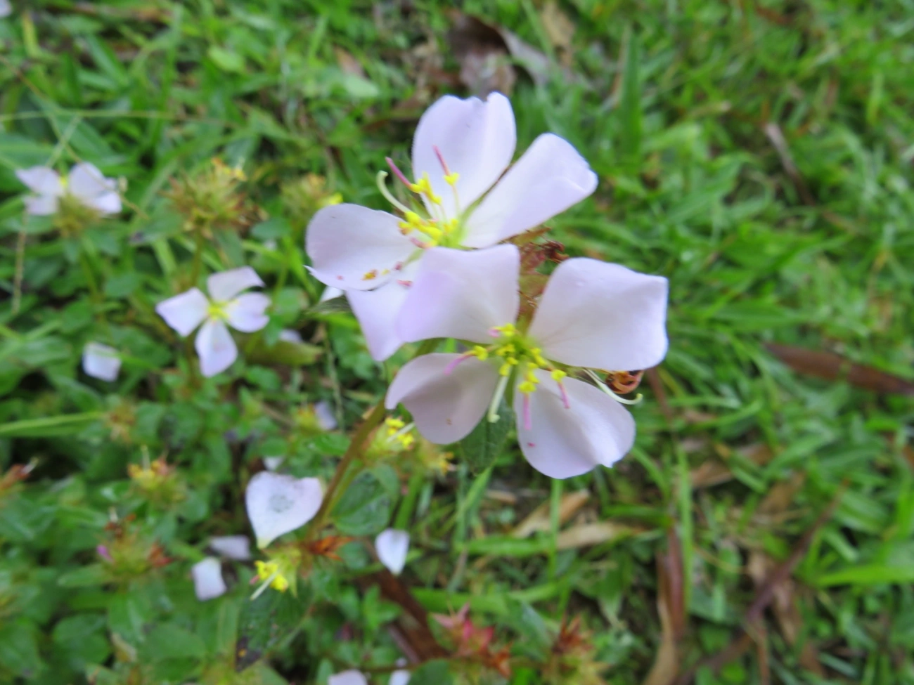 Dicotiledóneas (Magnoliopsida), plantas, fotografado em Maresias, São Sebastião