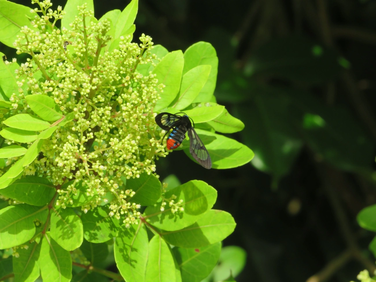 Phoenicoprocta, insetos, fotografado em Maresias, São Sebastião