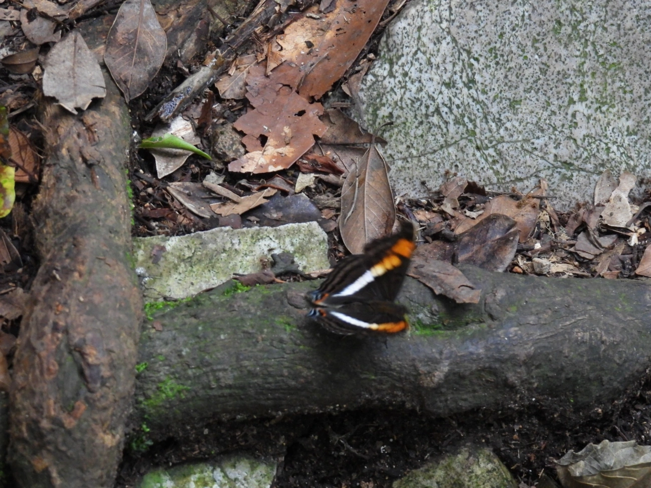 Doxocopa linda, insetos, fotografado em Cabreúva