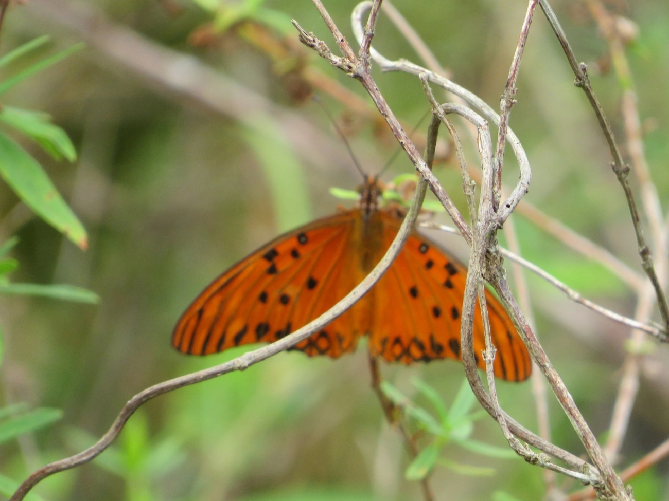 Borboleta-paixão (Dione vanillae), insetos, fotografado em Maresias, São Sebastião
