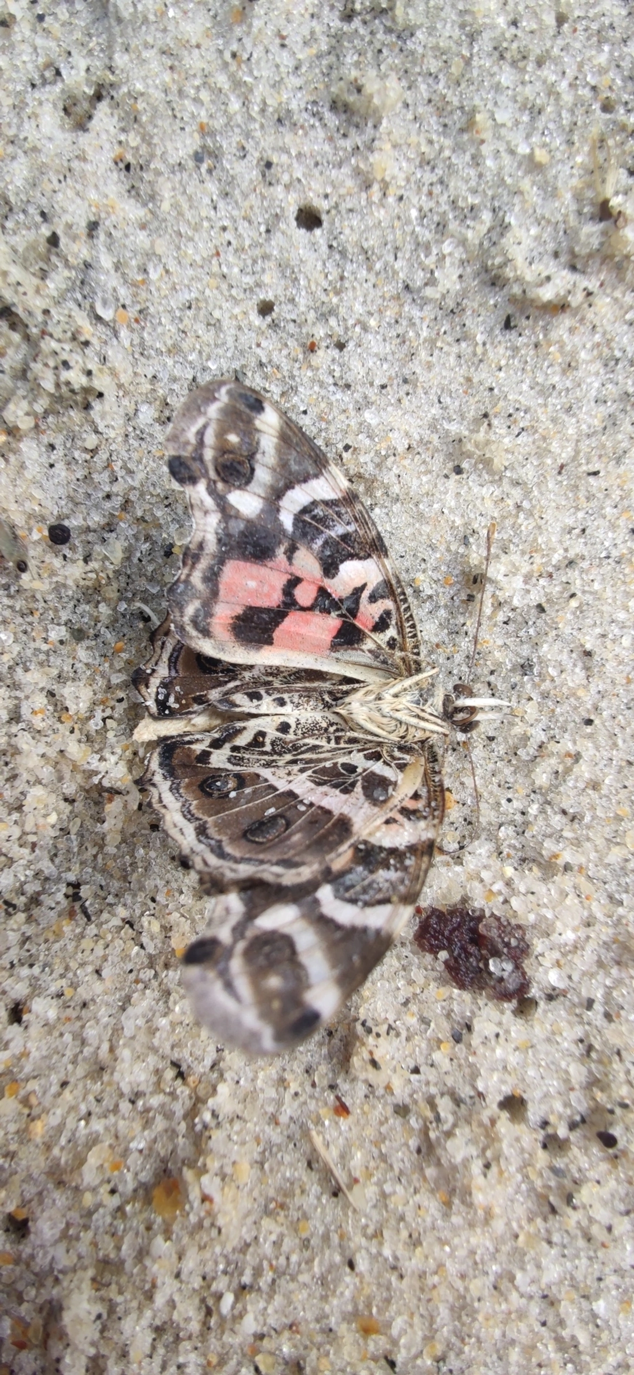 Dama-bandeada (Vanessa myrinna), insetos, fotografado em São Sebastião