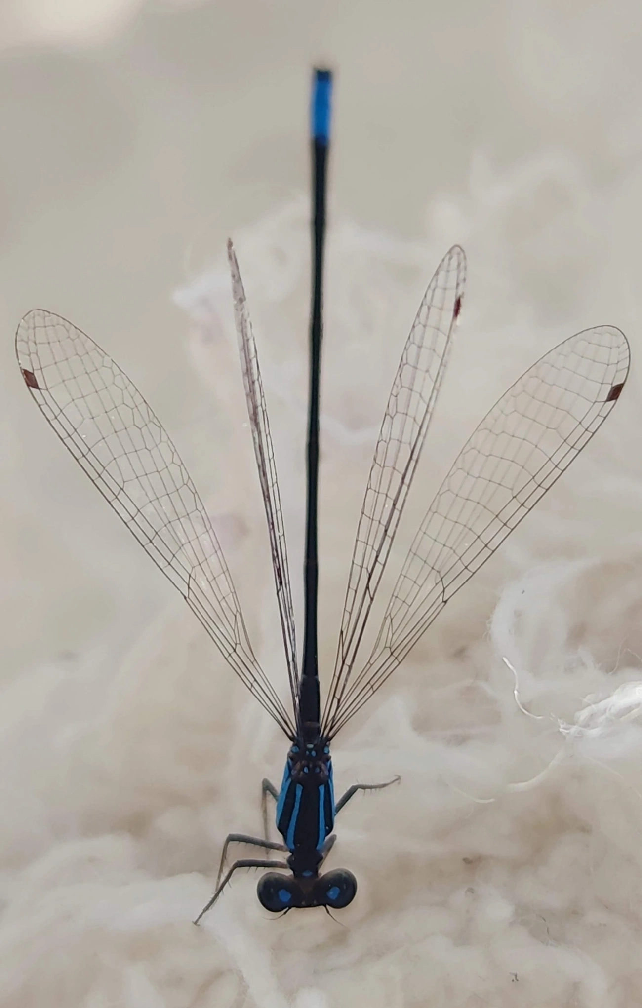 Coenagrionidae, insetos, fotografado em Maresias, São Sebastião
