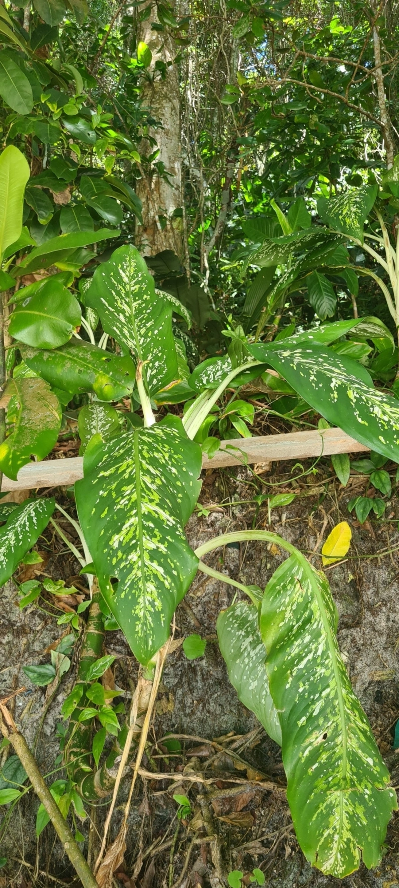 Dieffenbachia, plantas, fotografado em Maresias, São Sebastião