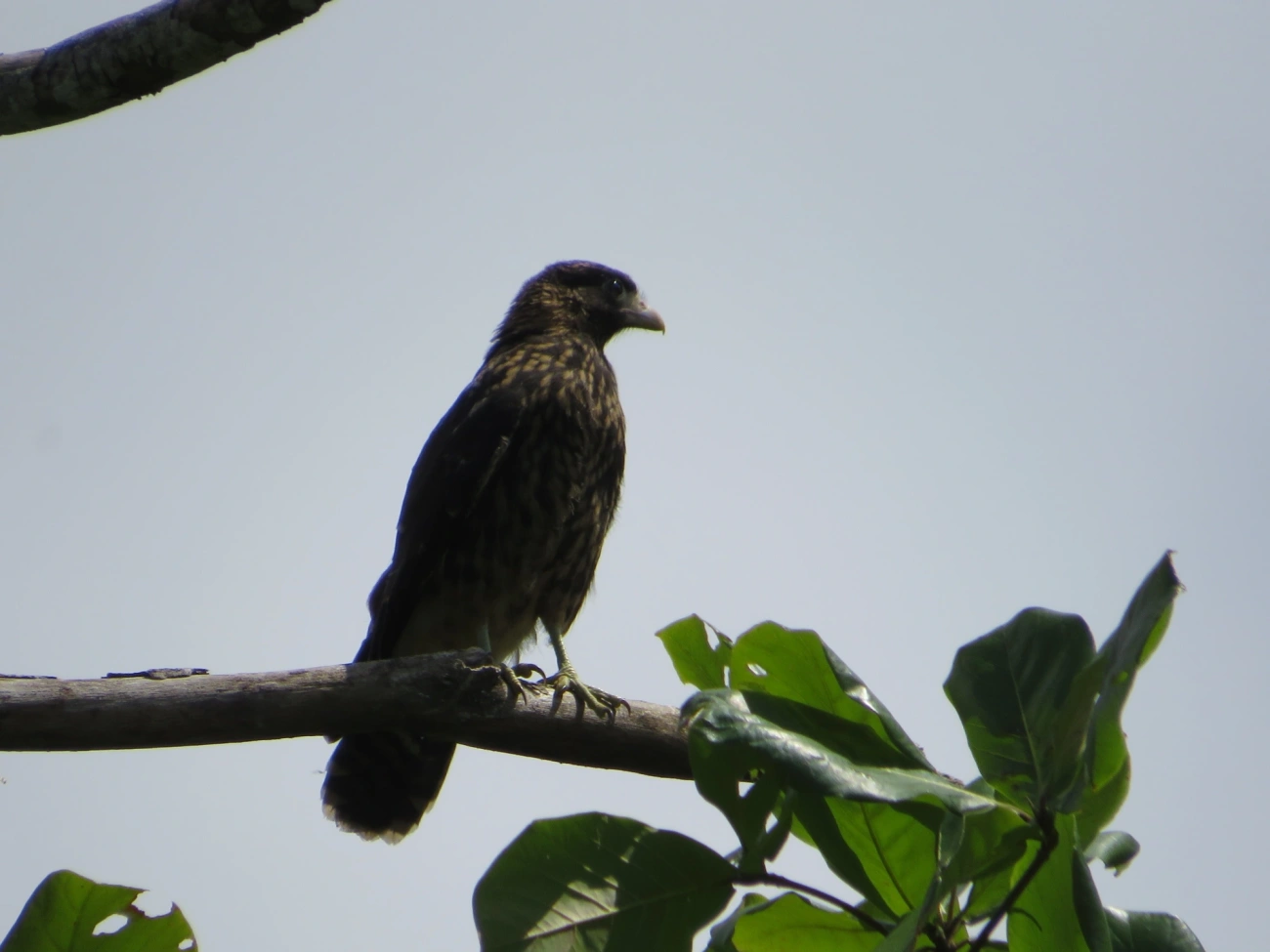 Carrapateiro (Daptrius chimachima), aves, fotografado em Maresias, São Sebastião