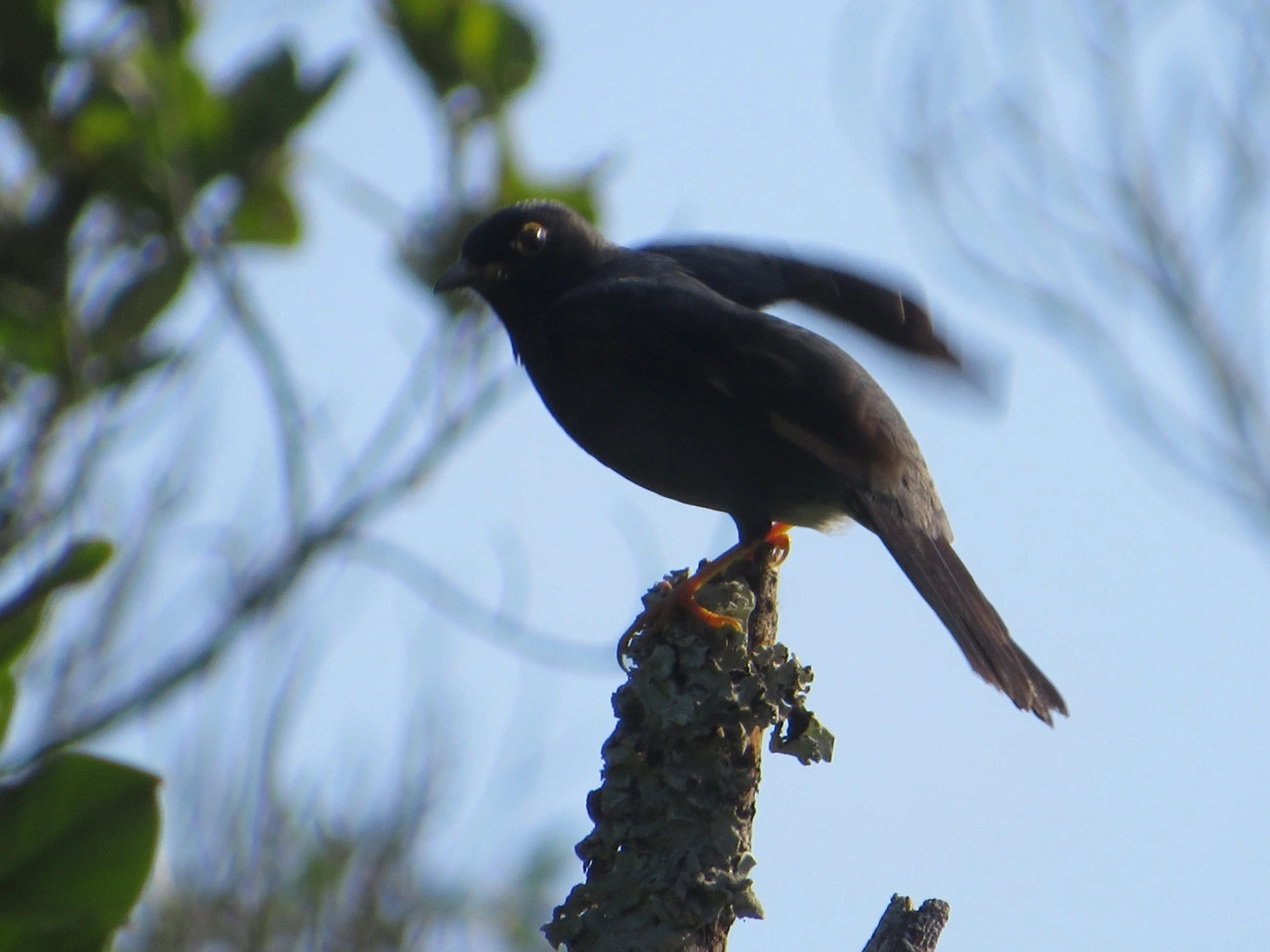 Sabiá-una (Turdus flavipes), aves, fotografado em Maresias, São Sebastião