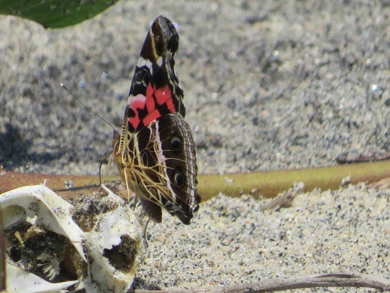 Dama-bandeada (Vanessa myrinna), insetos, fotografado em Mocóca