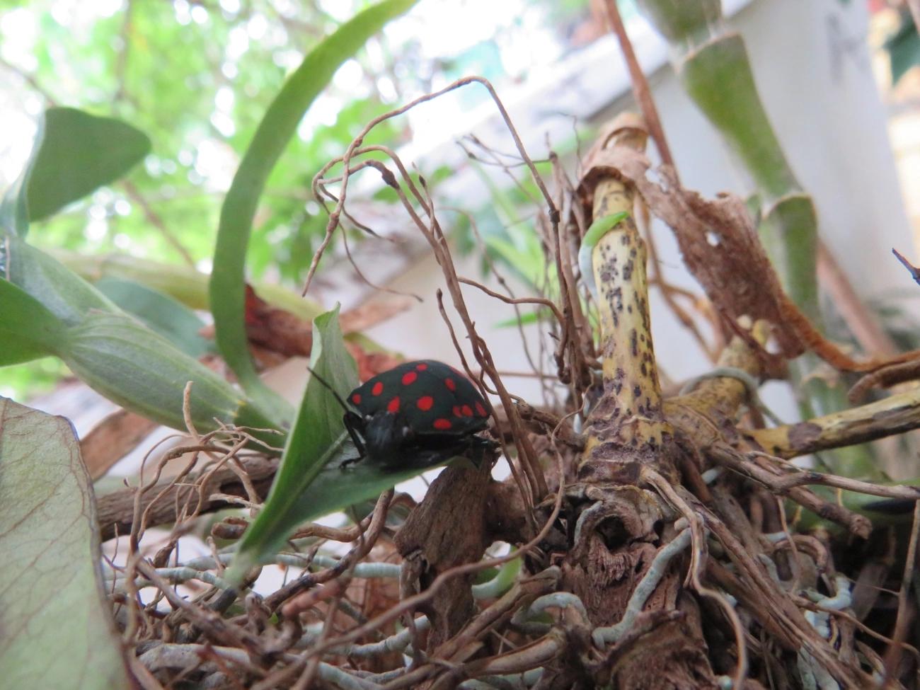 Percevejo-do-Pinhão-Manso (Pachycoris torridus), insetos, fotografado em São Paulo