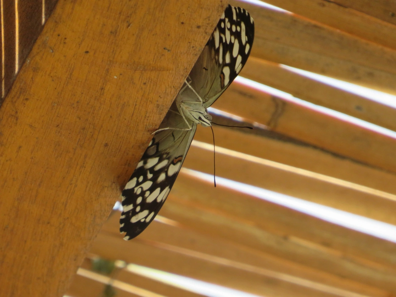 Borboleta-estaladeira (Hamadryas feronia), insetos, fotografado em Maresias, São Sebastião