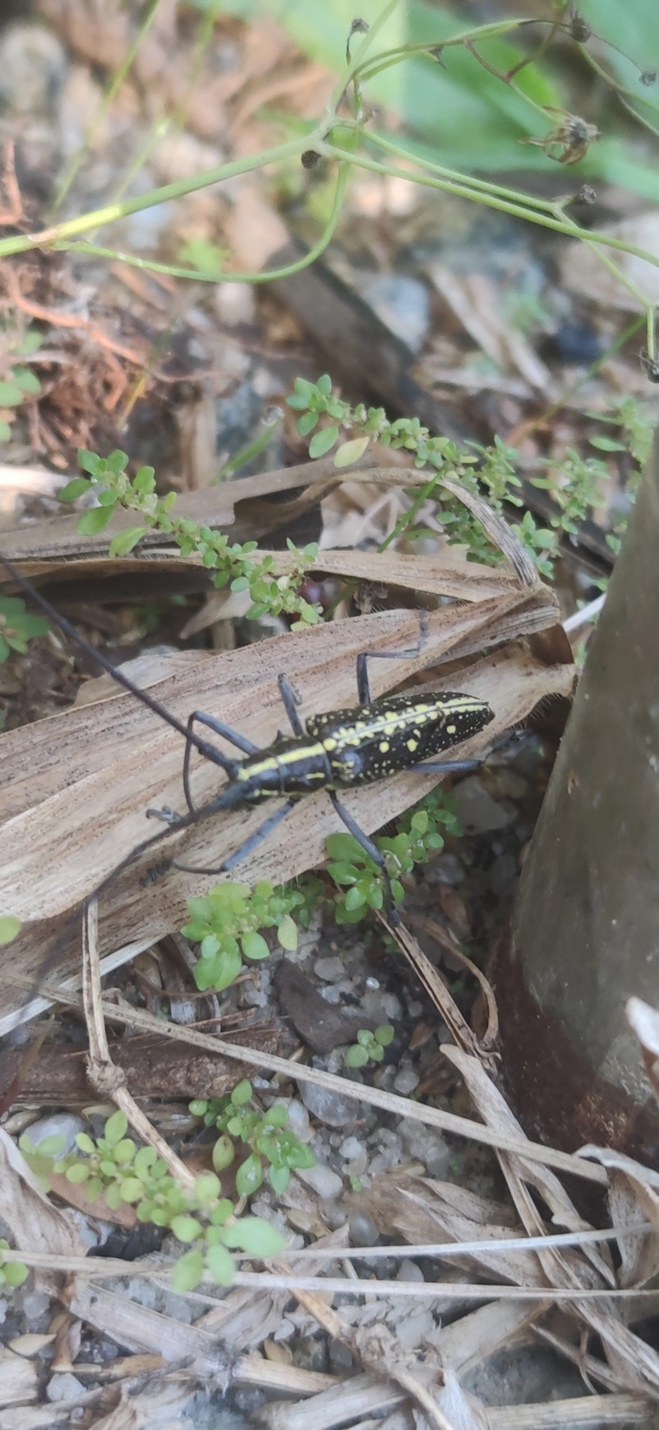 Serra-pau (Taeniotes amazonum), insetos, fotografado em Maresias, São Sebastião