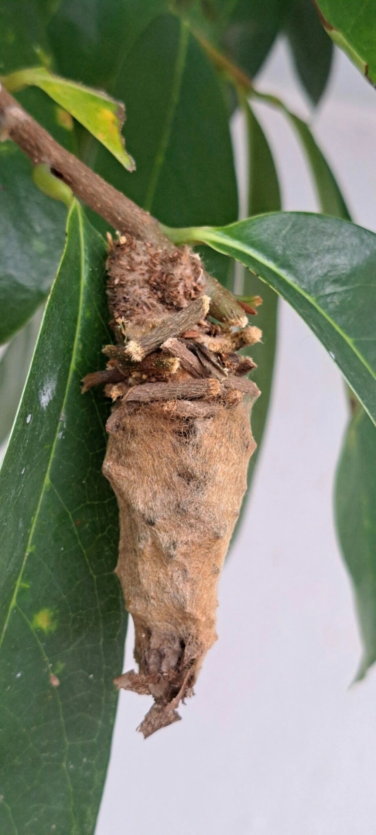 Bicho-do-cesto (Oiketicus kirbyi), insetos, fotografado em Maresias, São Sebastião