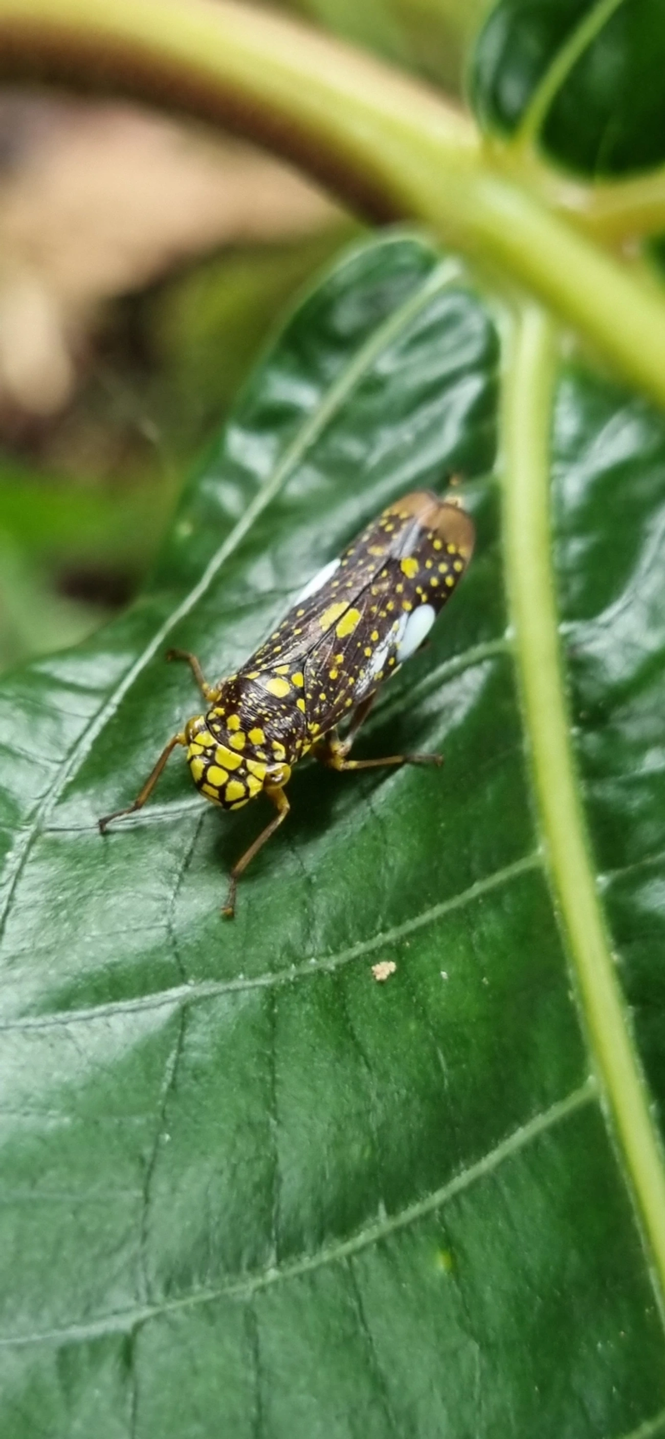 Cigarrinha-de-espinho (Molomea magna), insetos, fotografado em Paúba, São Sebastião