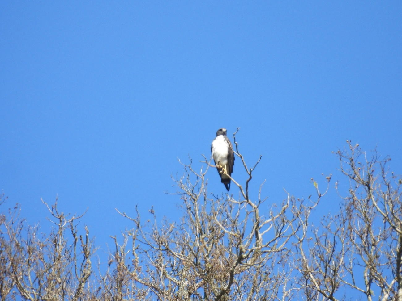 Gavião-de-rabo-branco (Geranoaetus albicaudatus), aves, fotografado em São Luíz do Paraitinga