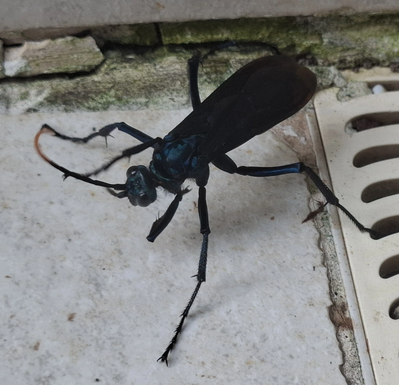 Vespa-caçadora-de-caranguejeira (Pepsis ruficornis), insetos, fotografado em Maresias, São Sebastião