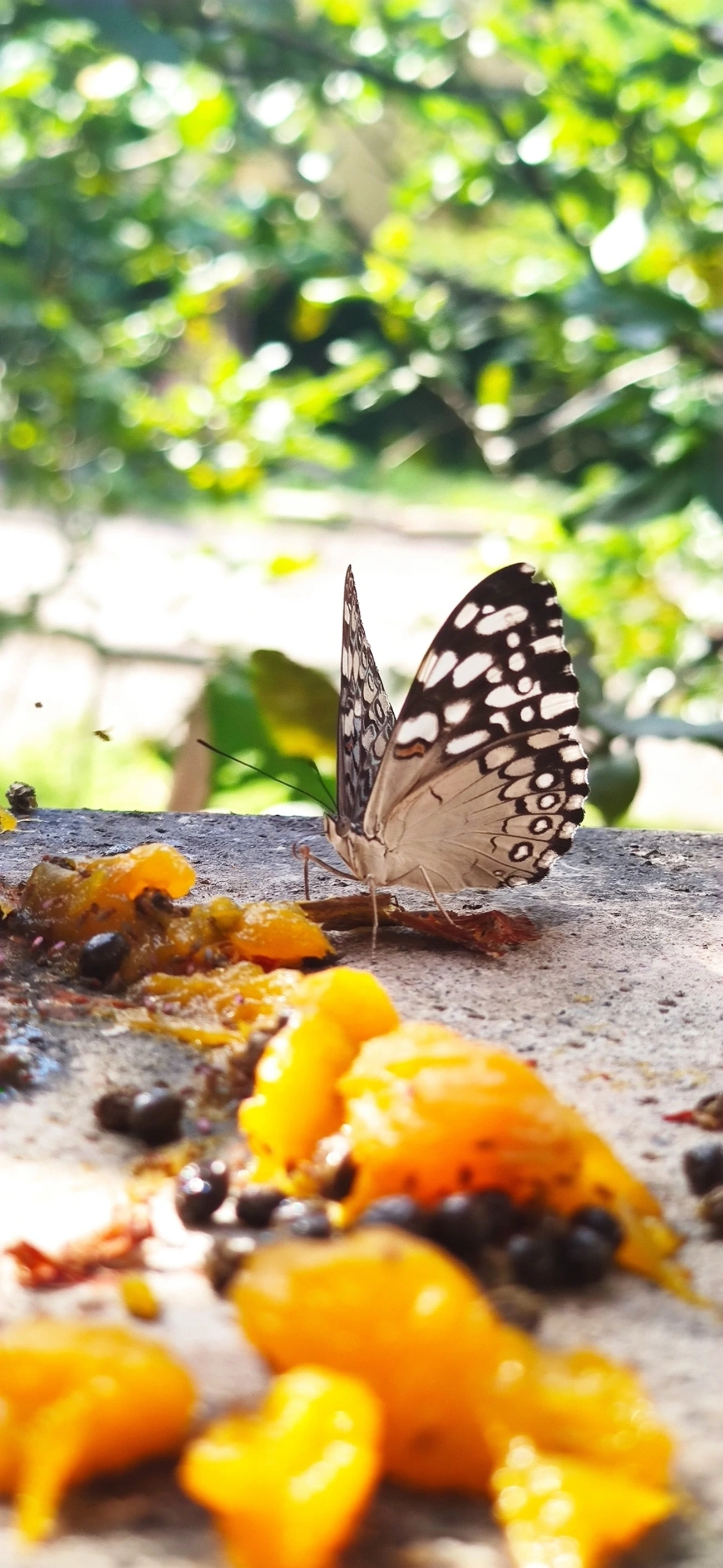 Borboleta-estaladeira (Hamadryas feronia), insetos, fotografado em Maresias, São Sebastião