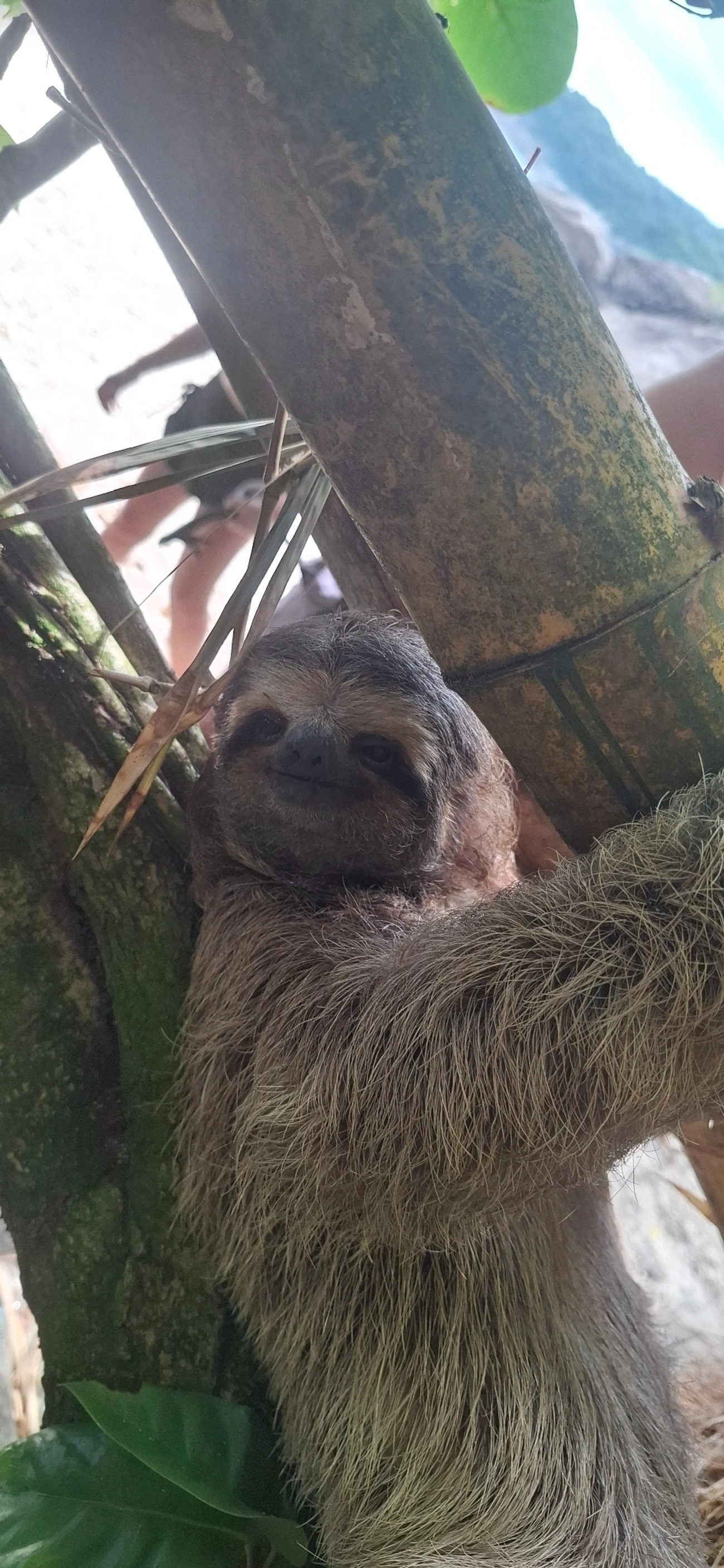 Preguiça-comum (Bradypus variegatus), mamíferos, fotografado em Praia de Santiago, São Sebastião