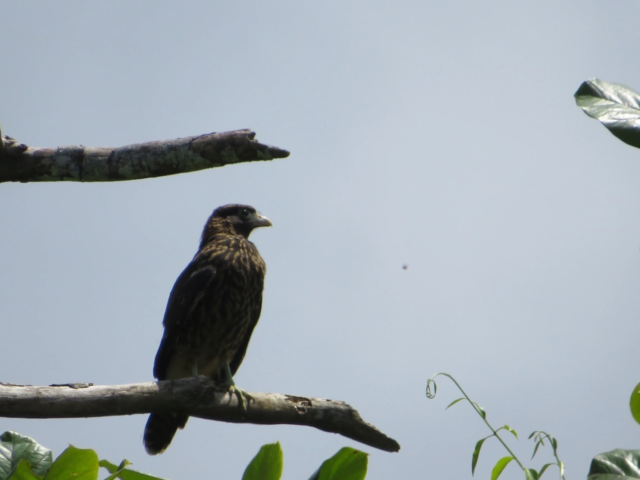 Carrapateiro (Daptrius chimachima), aves, fotografado em Maresias, São Sebastião