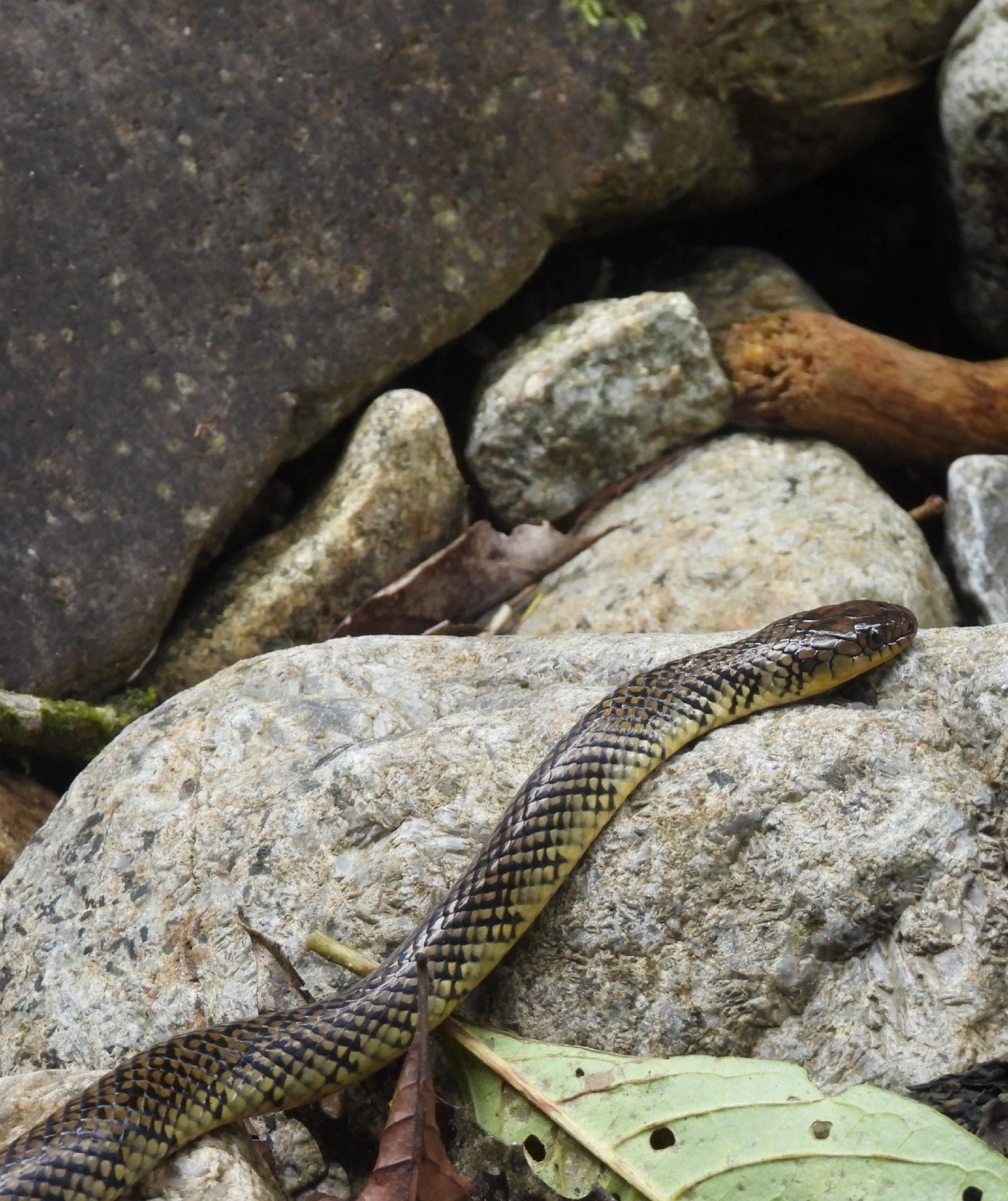 Cobra-d’água-comum (Erythrolamprus miliaris), répteis, fotografado em Serrinha do Alambari