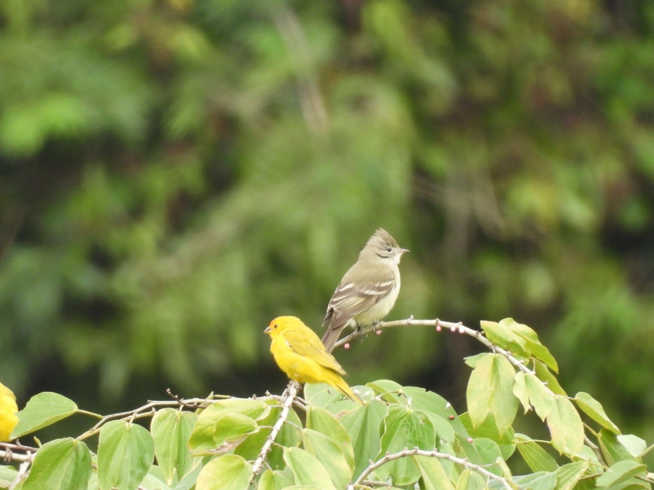 Guaracava-de-barriga-amarela (Elaenia flavogaster), aves, fotografado em Catuçaba, São Luíz do Paraitinga