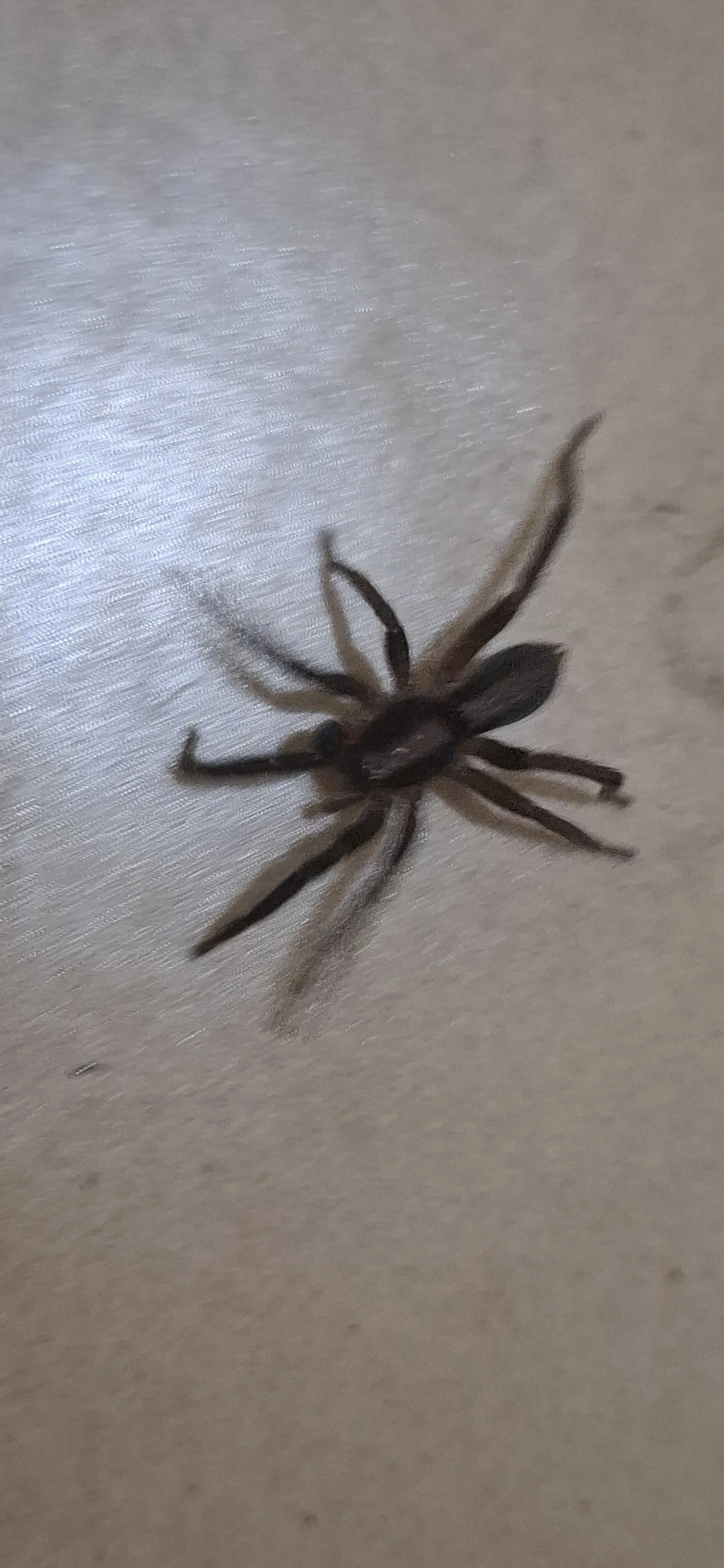 Teminius insularis, aracnídeos, fotografado em Santa Isabel