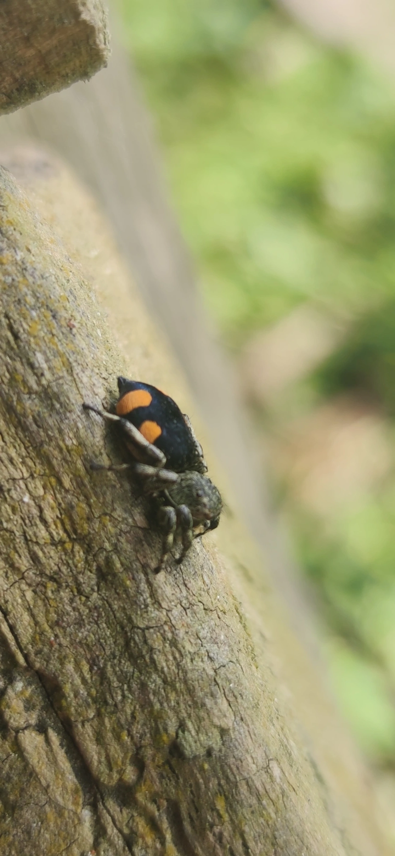 Phiale gratiosa, aracnídeos, fotografado em Camburí, São Sebastião