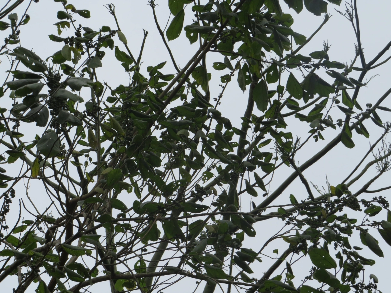 Tamanqueiro (Alchornea glandulosa), plantas, fotografado em Maresias, São Sebastião