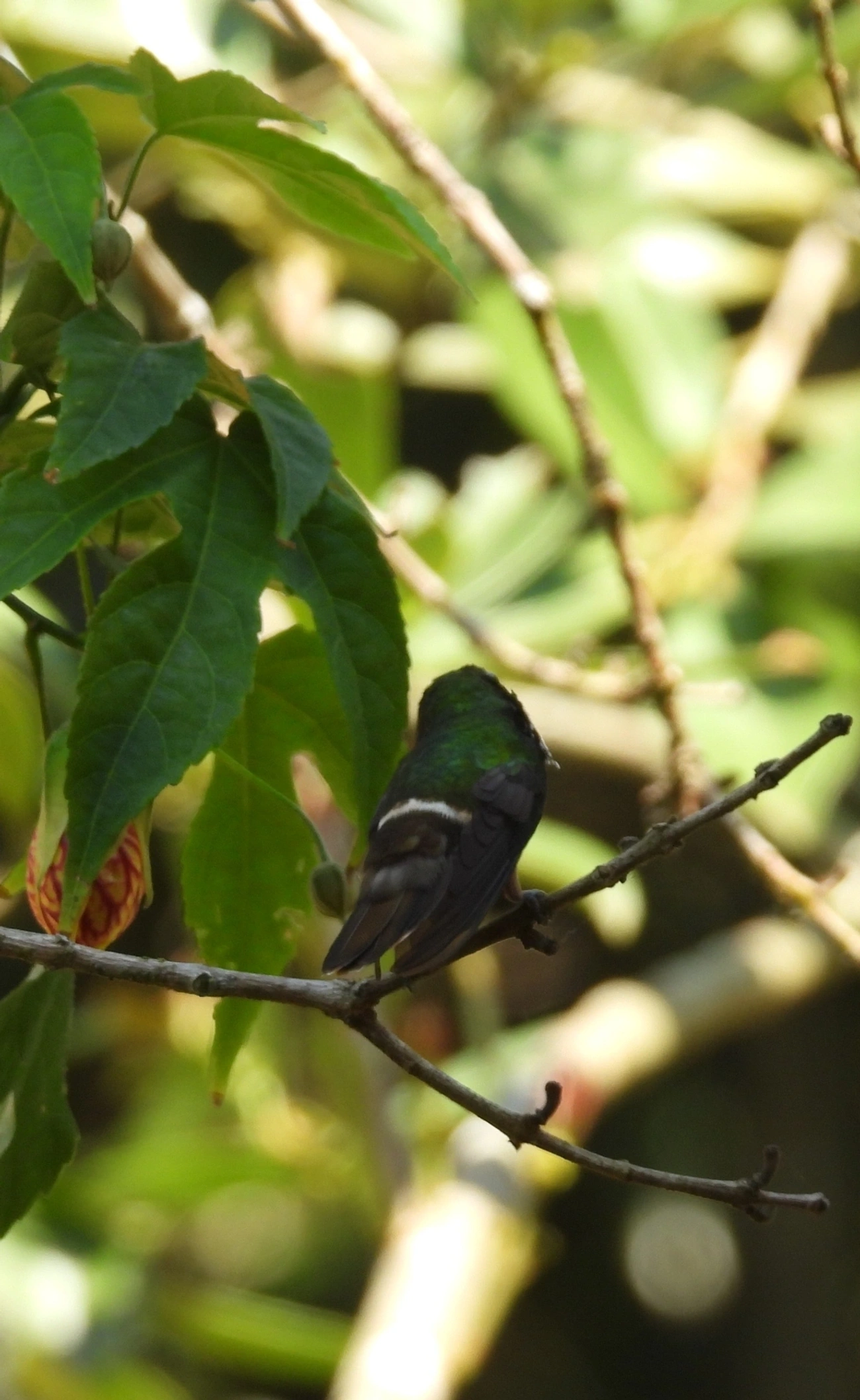Topetinho-verde (Lophornis chalybeus), aves, fotografado em Maresias, São Sebastião