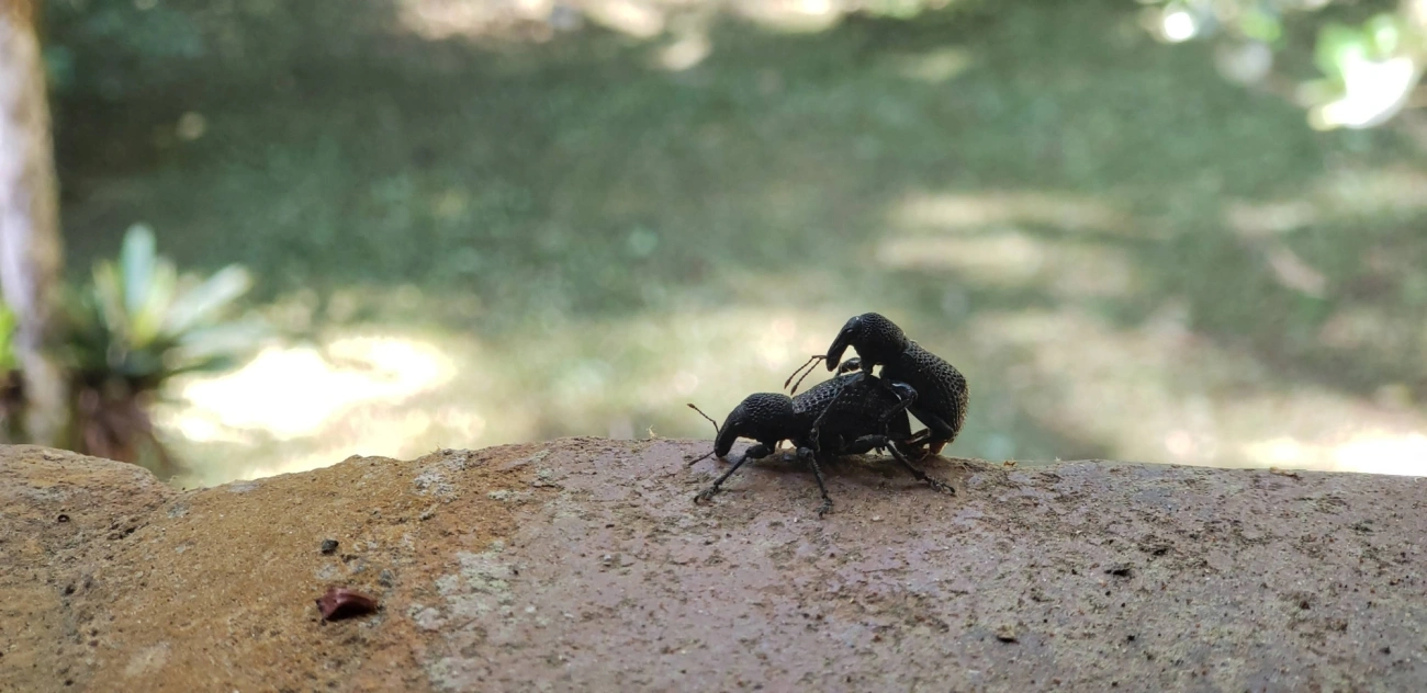 Lordopini, insetos, fotografado em Itatiaia