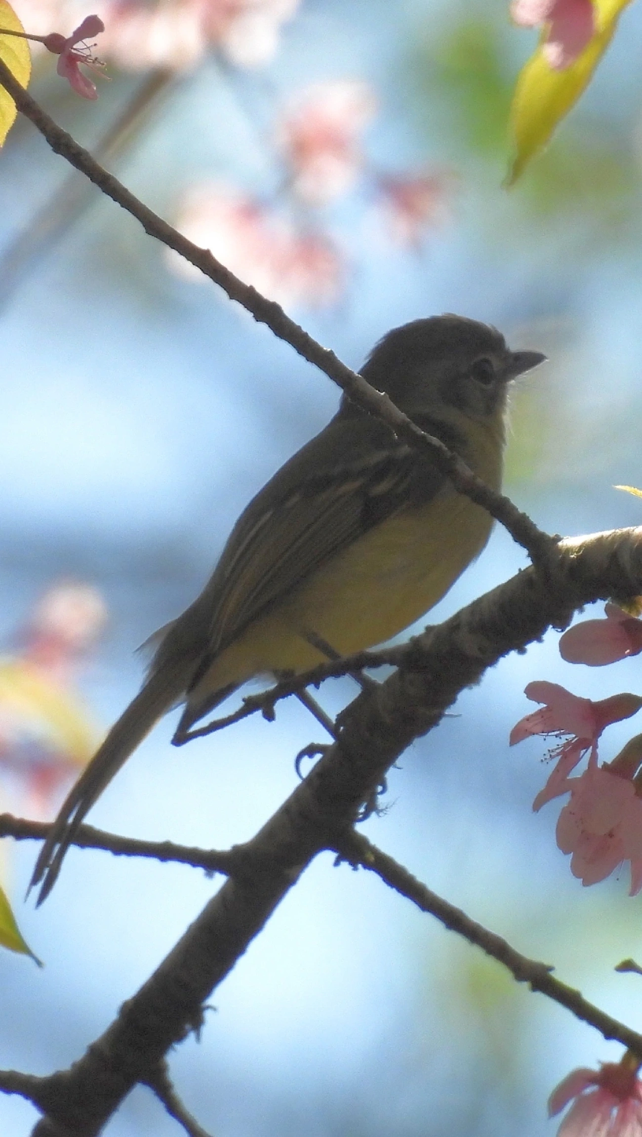 Bico-chato-de-orelha-preta (Tolmomyias sulphurescens), aves, fotografado em Pedra Selada