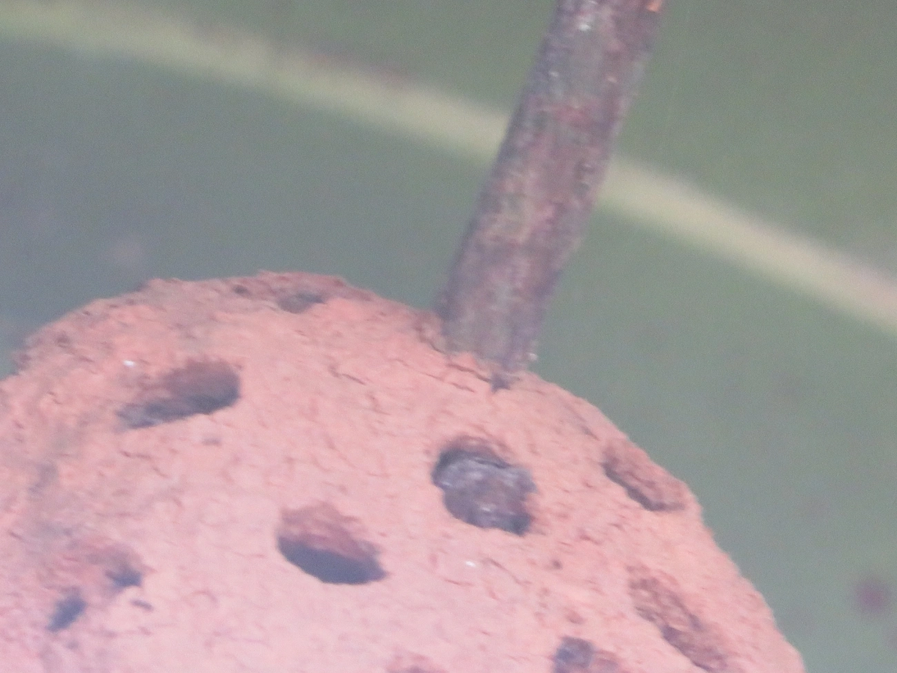 Aculeata, insetos, fotografado em Maresias, São Sebastião