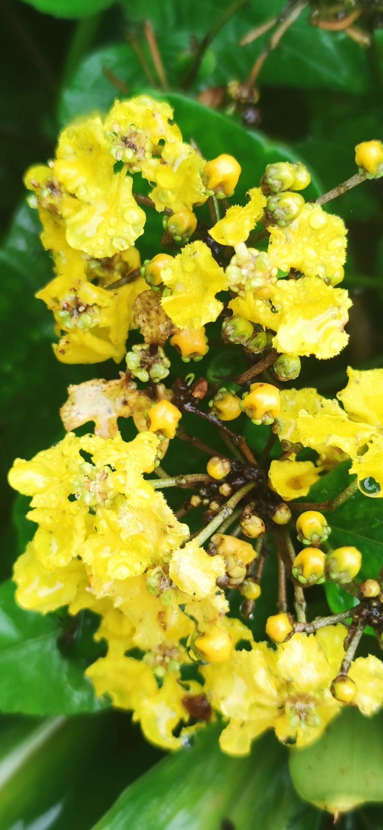 Stigmaphyllon, plantas, fotografado em Maresias, São Sebastião