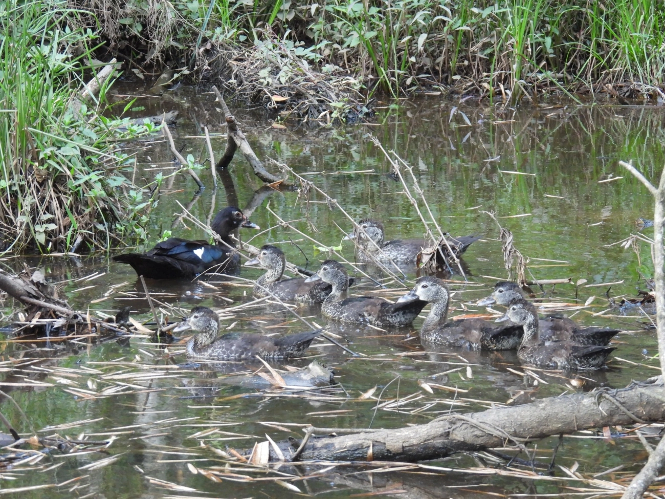 Pato-do-mato (Cairina moschata), aves, fotografado em Cabreúva