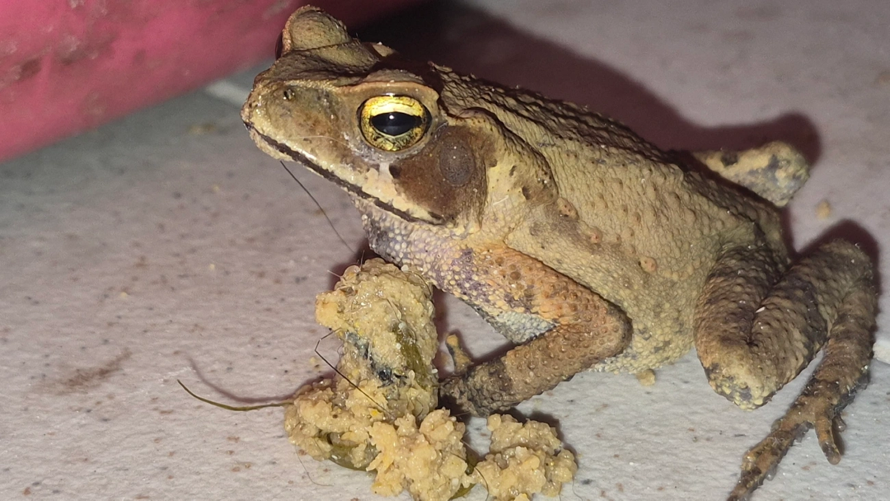 Sapo-de-floresta (Rhinella ornata), anfíbios, fotografado em Maresias, São Sebastião