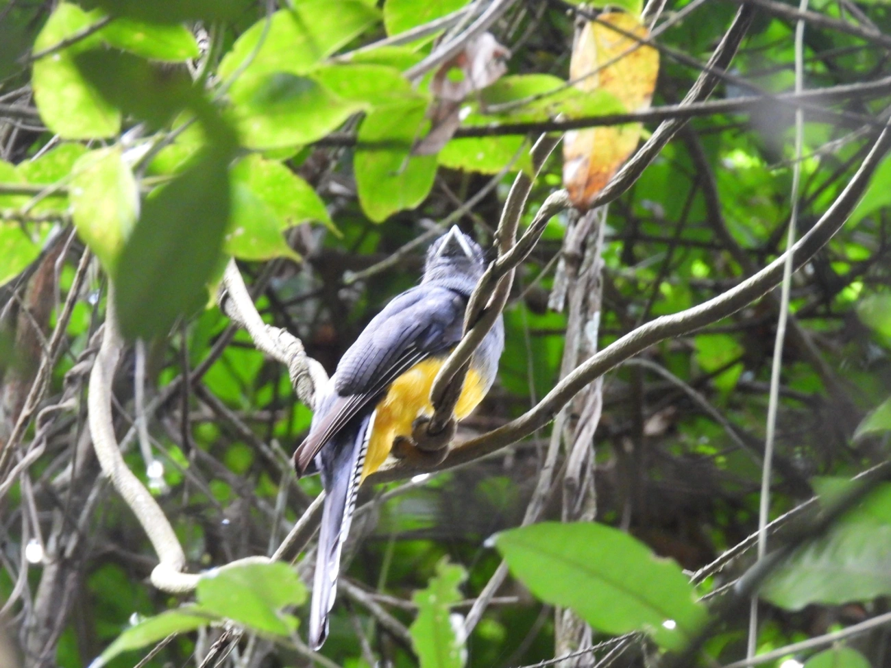 Surucuá-de-barriga-amarela (Trogon viridis), aves, fotografado em Maresias, São Sebastião
