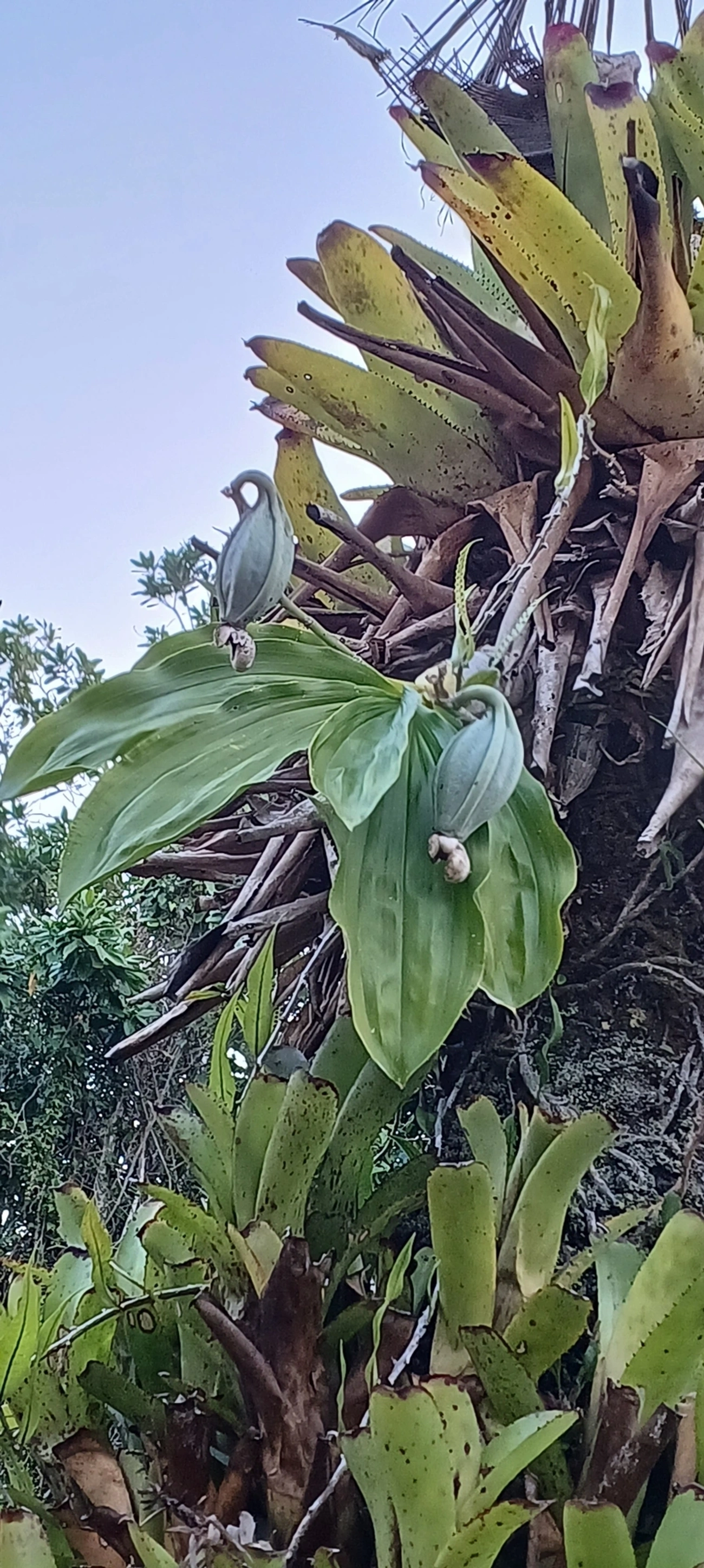 Cataseto-pintado (Catasetum maculatum), plantas, fotografado em Maresias, São Sebastião