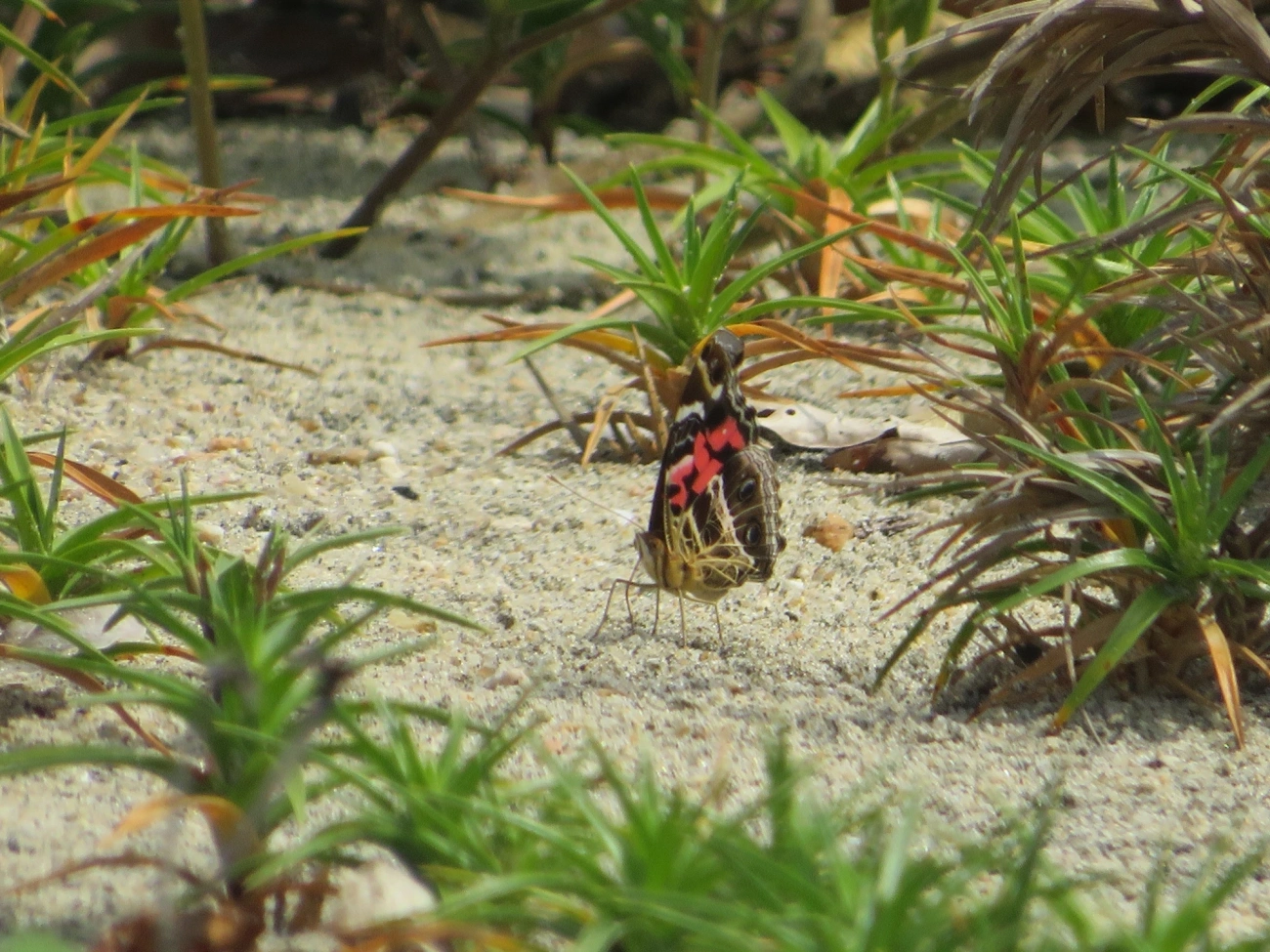 Dama-bandeada (Vanessa myrinna), insetos, fotografado em Mocóca