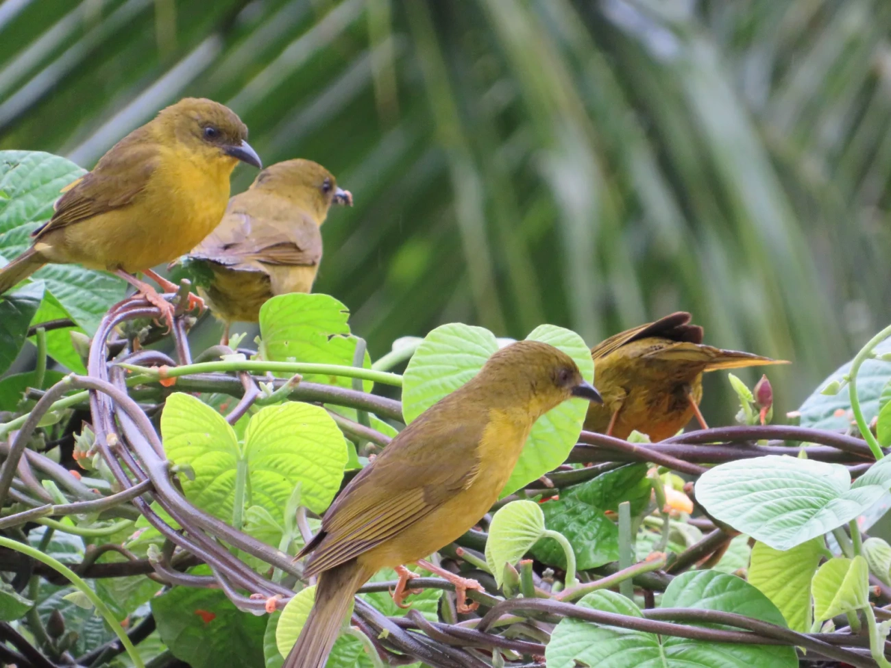 Catirumbava (Orthogonys chloricterus), aves, fotografado em Maresias, São Sebastião