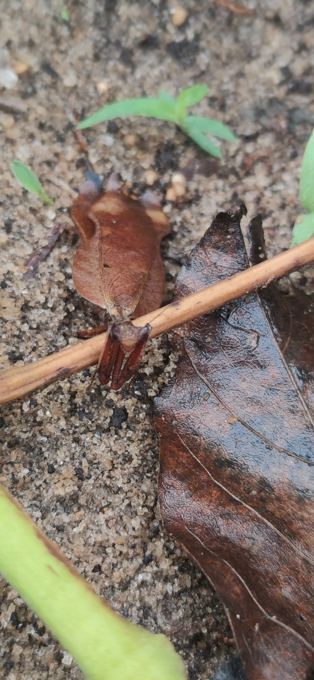 Louva-Deus-Folha-Seca (Acanthops), insetos, fotografado em Maresias, São Sebastião