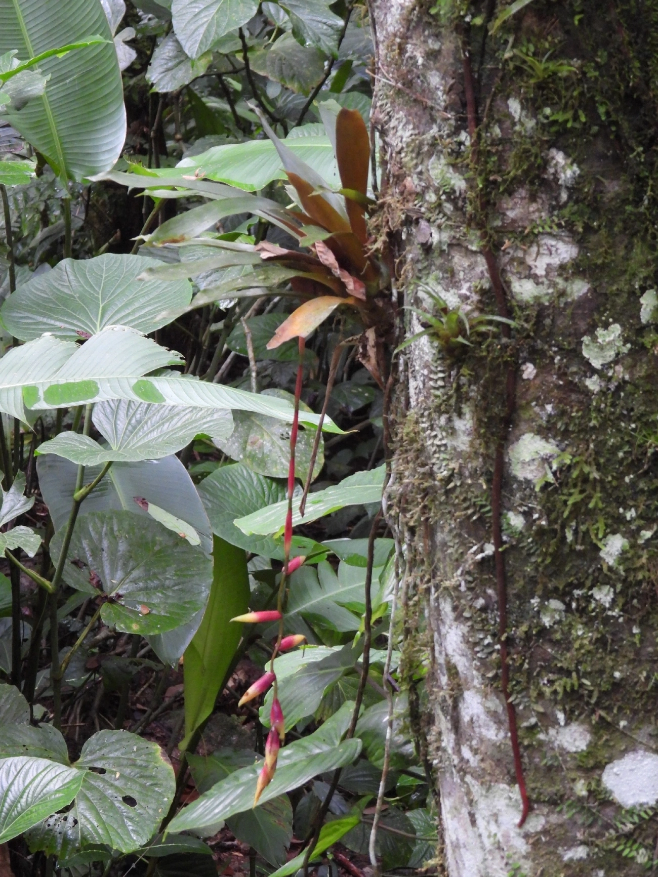 Vriesea simplex, plantas, fotografado em Boiçucanga, São Sebastião